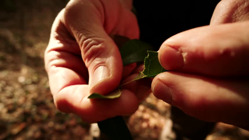 A person's hands carefully tear a green leaf apart in the soft sunlight of a forest