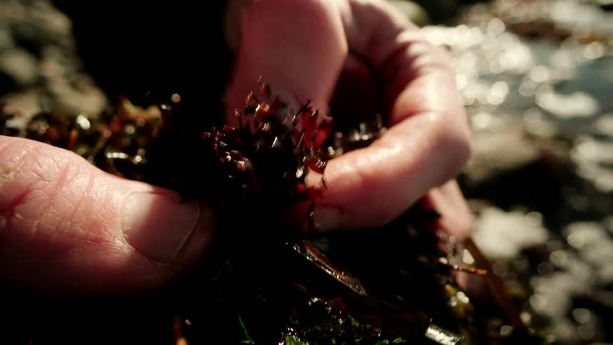 A forager's hands carefully inspect the texture of freshly gathered red seaweed on a sunny day at the coast