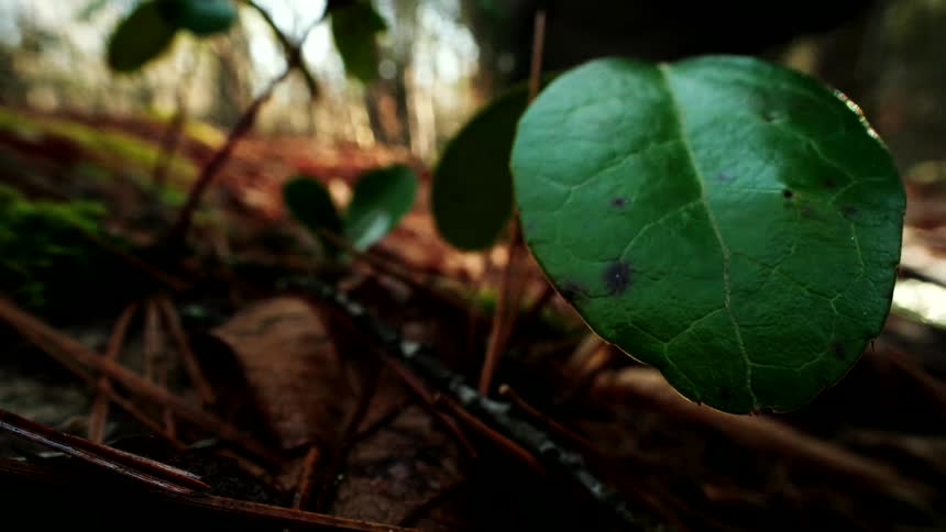 A close-up view of a green leaf on the forest floor as a hiker walks by in the background
