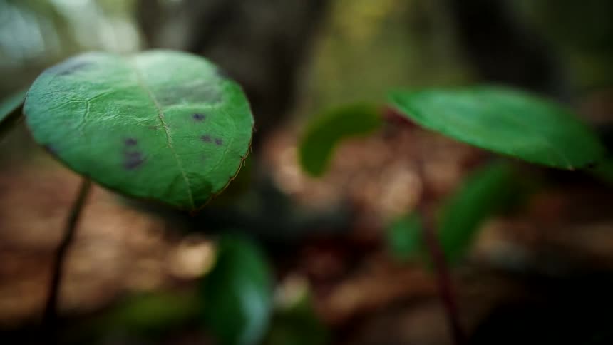 A detailed close-up shot of a small green sapling leaf with purple spots on the forest floor