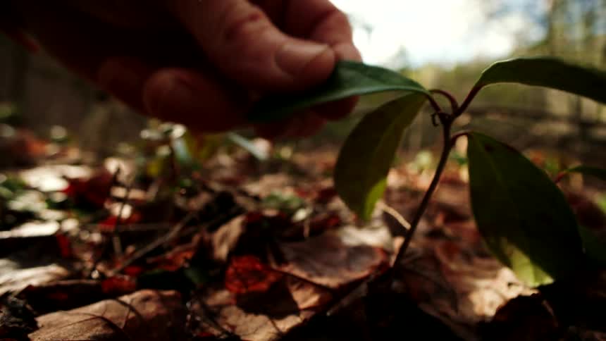 A small green plant is cut down with pruning shears on the forest floor in slow motion