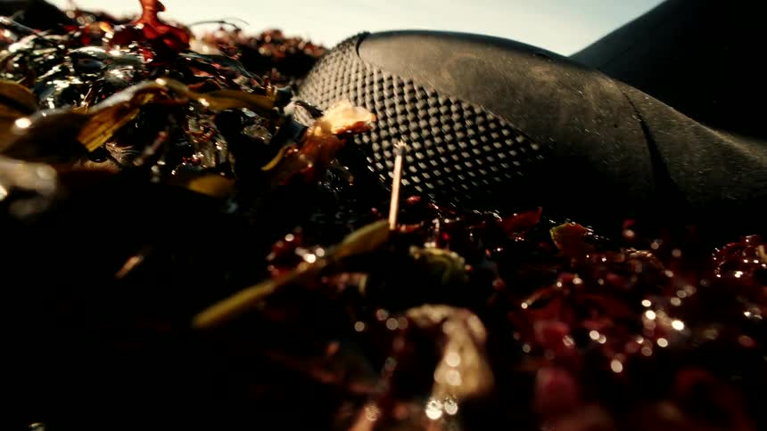 A close-up, low-angle shot of a person's rubber boot stepping onto wet, colorful seaweed on a sunny beach