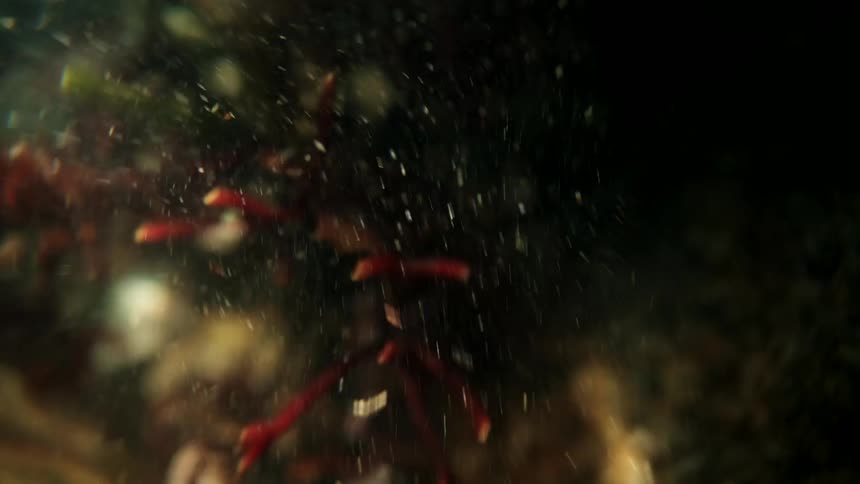 An abstract macro shot reveals red and green seaweed swaying gently underwater as small particles float through the scene