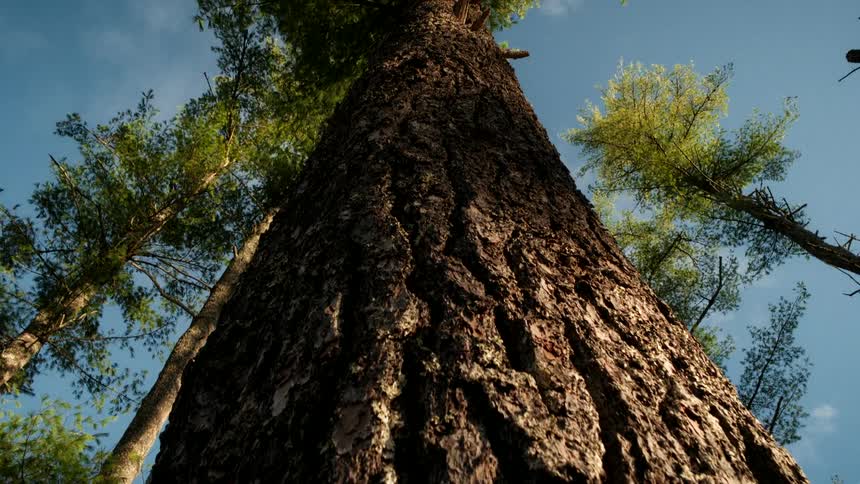 A low-angle shot slowly pulls back along the textured bark of a giant evergreen tree reaching for the blue sky in a lush forest
