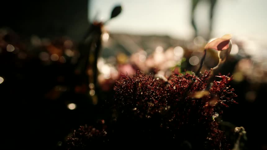 A moody close-up of red coastal seaweed with a person's silhouette walking in the sunlit, blurry background