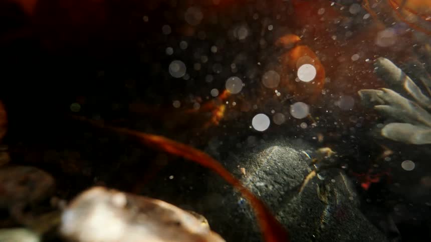 An abstract macro shot of a sunlit underwater world, with floating particles and swaying kelp creating a moody atmosphere