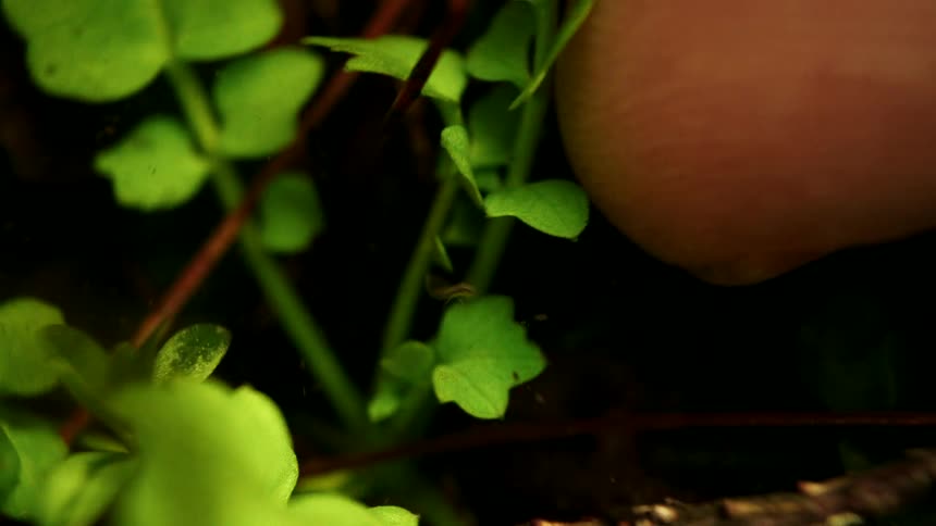Fingers carefully pluck a tiny green plant from the dark soil in an extreme close-up shot