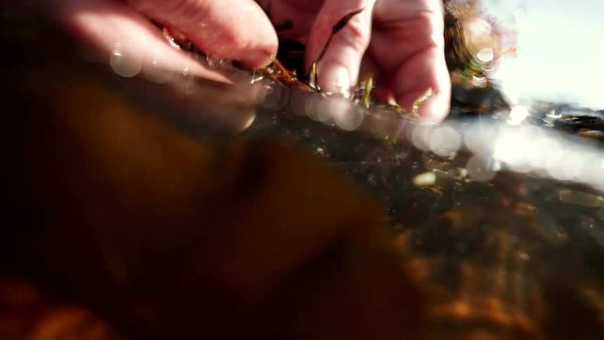 Slow motion split-level shot of hands gently examining seaweed and barnacles in shallow, sunlit water