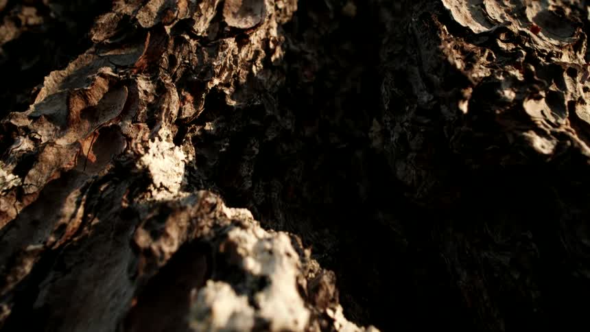 A slow, dramatic macro shot explores the deep, textured crevices of tree bark in warm, golden light