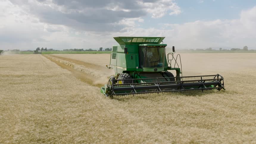 A large green combine harvester moves through a golden wheat field, cutting the crops during harvest season under a cloudy sky