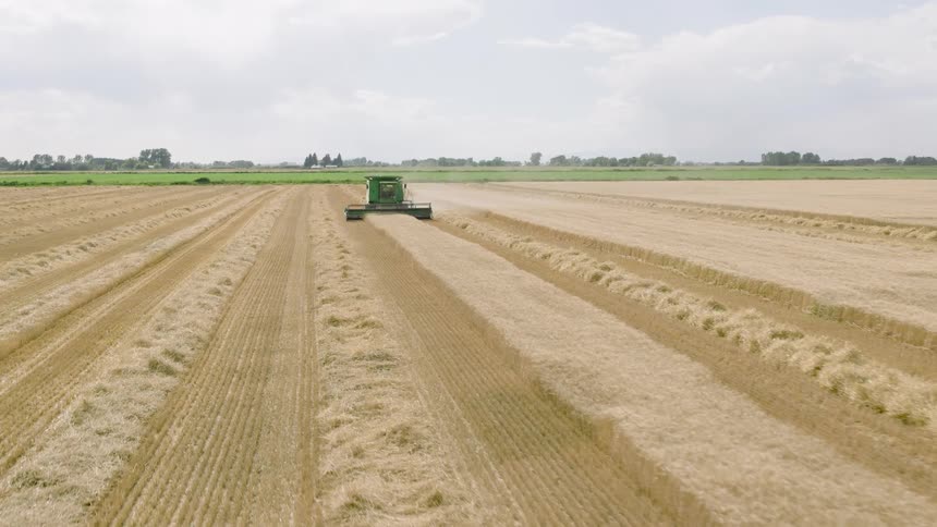 An aerial view follows a large green combine harvester as it systematically cuts rows of golden grain in a vast farm field