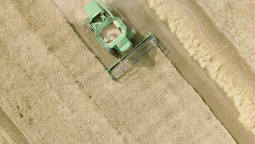 Slowly descending aerial top-down view of a green combine harvester reaping a golden field of crops