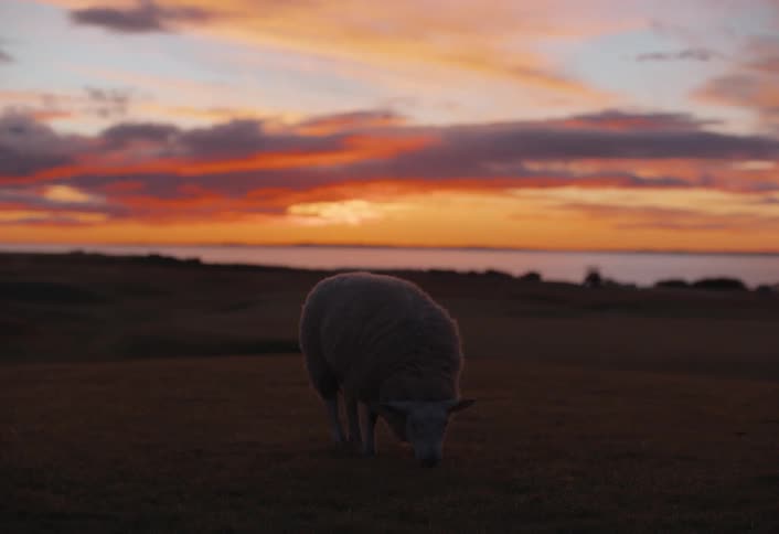 A lone sheep grazes peacefully in a coastal pasture as a beautiful and colorful sunset paints the sky