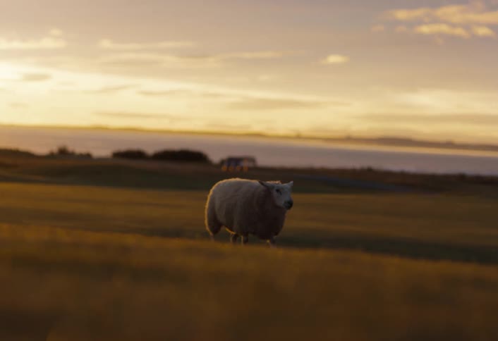 A single sheep grazes in a golden-hued field at sunset before turning and running towards the camera in slow motion