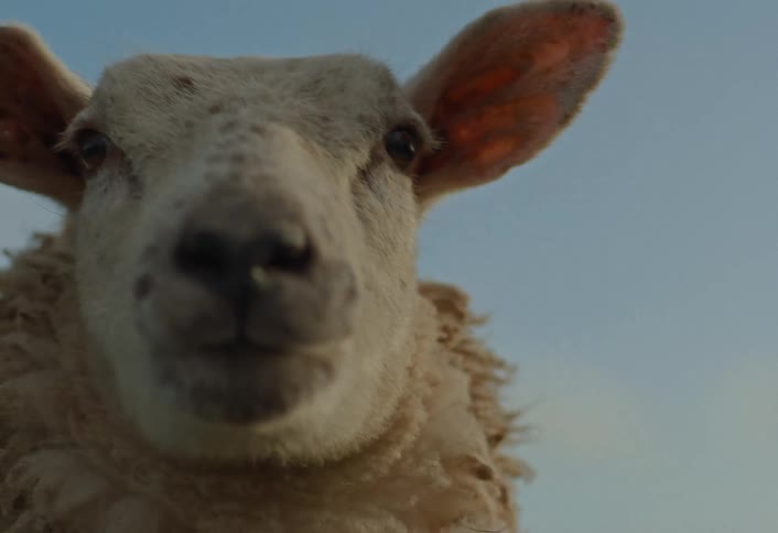 A curious sheep looks inquisitively towards the camera in this extreme close-up shot against a clear blue sky