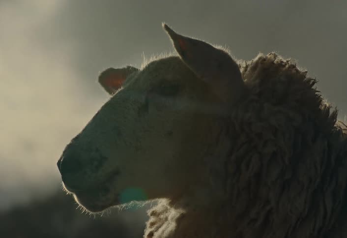 A close-up profile of a sheep silhouetted against the bright sun on a cloudy day