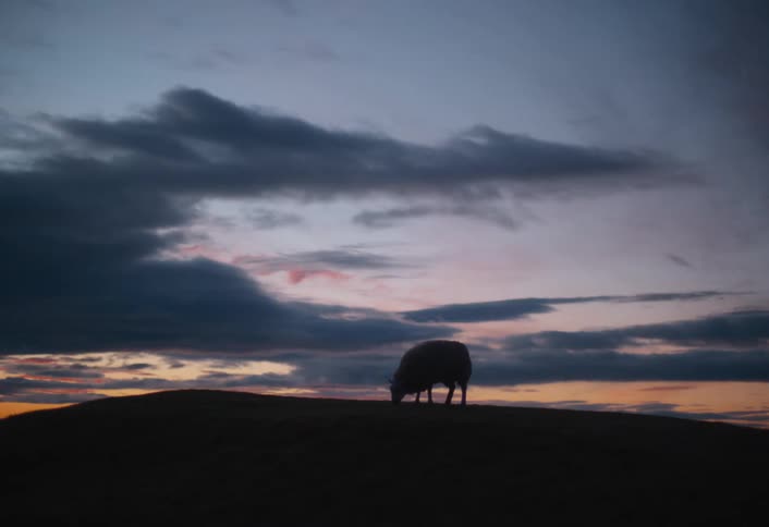 A lone sheep stands silhouetted on a rolling hill against a dramatic pastel sky at dusk