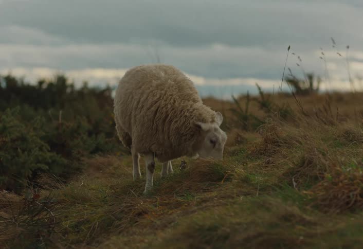 A woolly white sheep chews and then begins grazing peacefully in a grassy meadow under an overcast sky