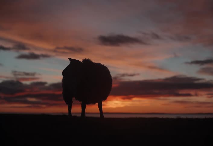 A lone sheep is silhouetted against a dramatic and colorful sunset as it grazes in a field and then walks out of frame