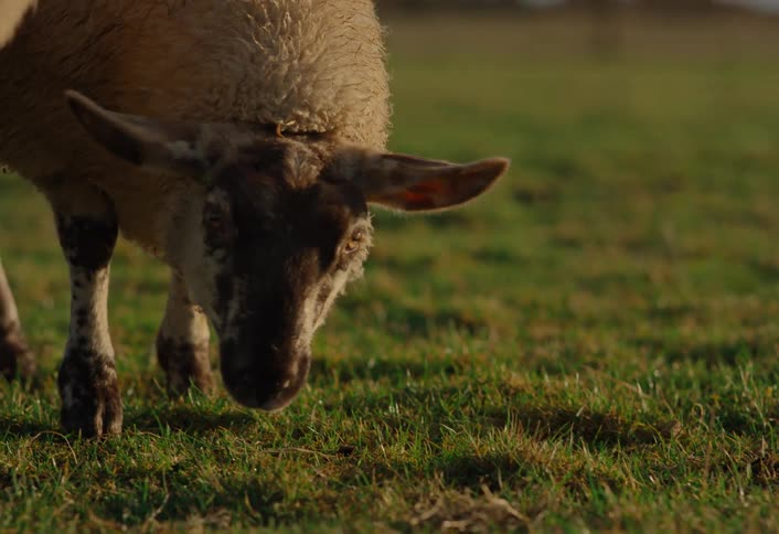A serene close-up of a young sheep in a sunny pasture, followed by shots of the flock grazing peacefully during golden hour