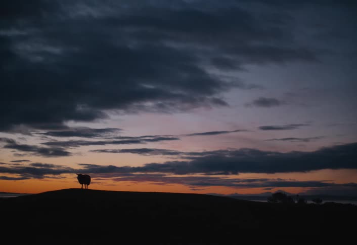 A silhouetted sheep walks along a hilltop against a dramatic and colorful sky at dusk