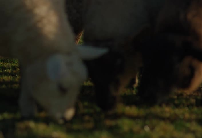 A low-angle, slow-motion close-up of a flock of sheep grazing peacefully in a sunlit green pasture