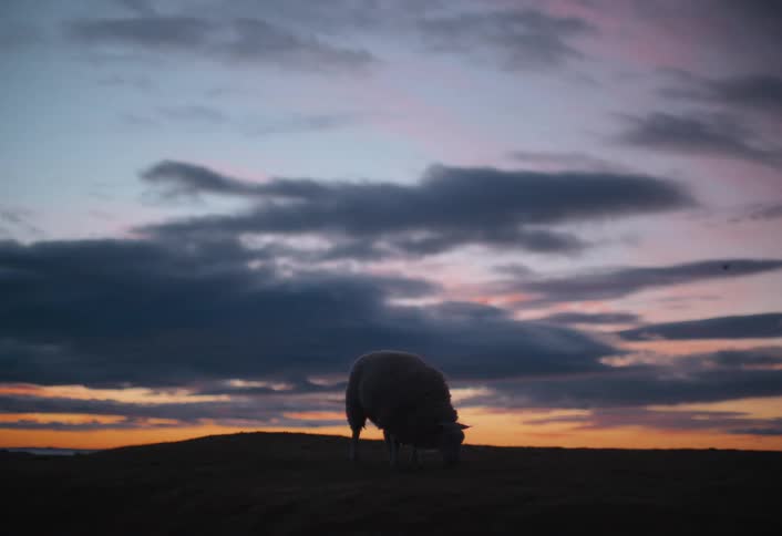 A single sheep is silhouetted against a colorful twilight sky as it grazes on a hilltop before walking out of frame
