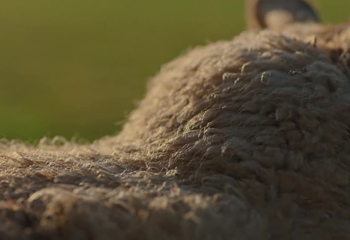 A gentle hand strokes the thick, soft wool of a sheep in the warm light of a farm field