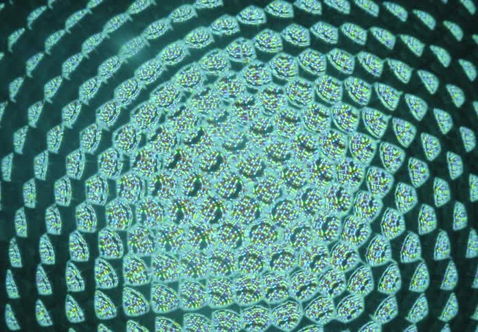 Mesmerizing microscopic view of a compound eye slowly shifting through a rainbow of colors