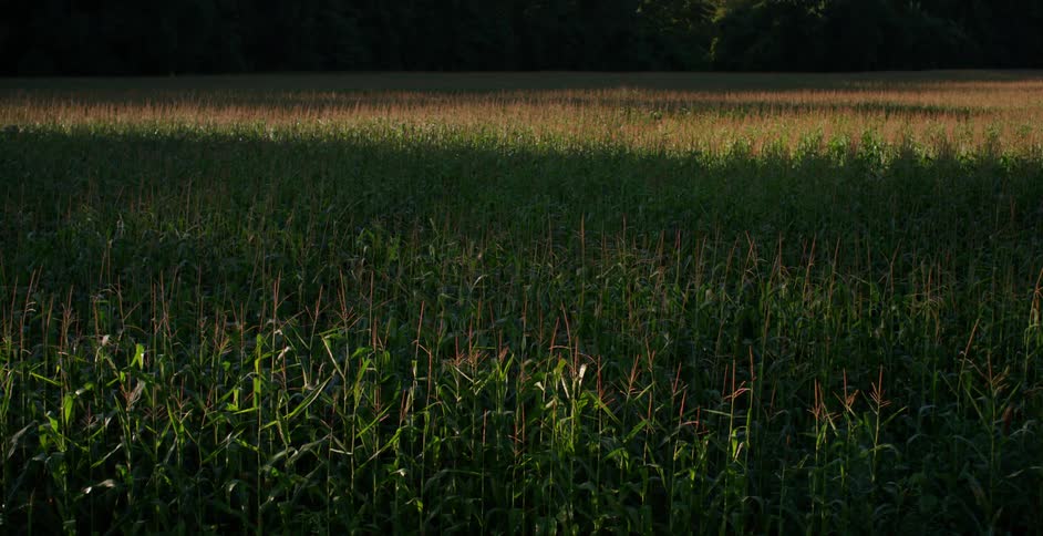Corn grows in a field