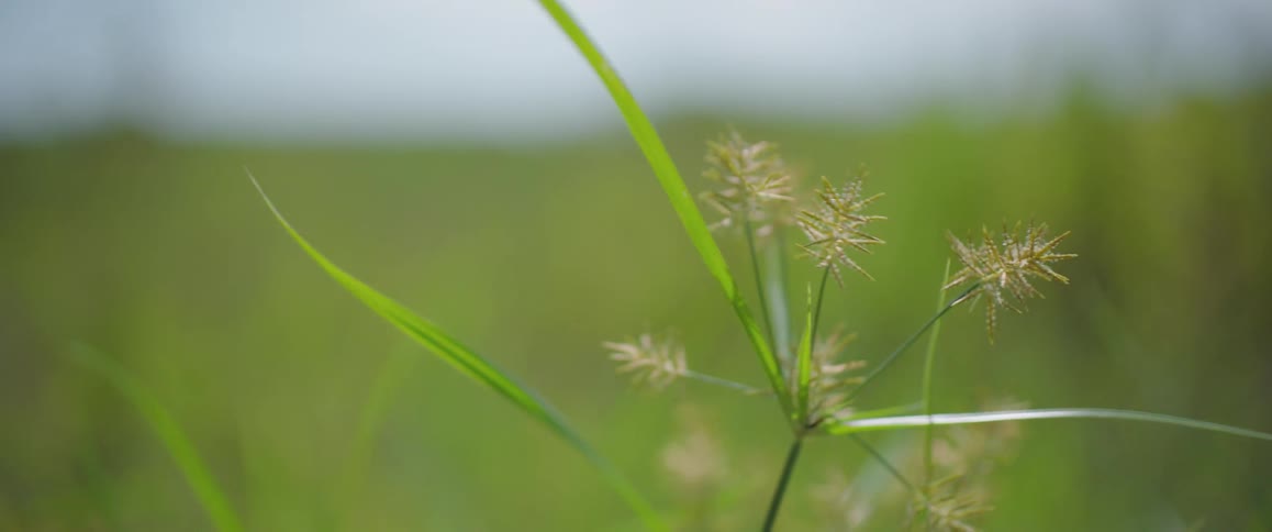 A close-up of a wild sedge grass plant with spiky flower heads swaying gently in a soft-focus green field