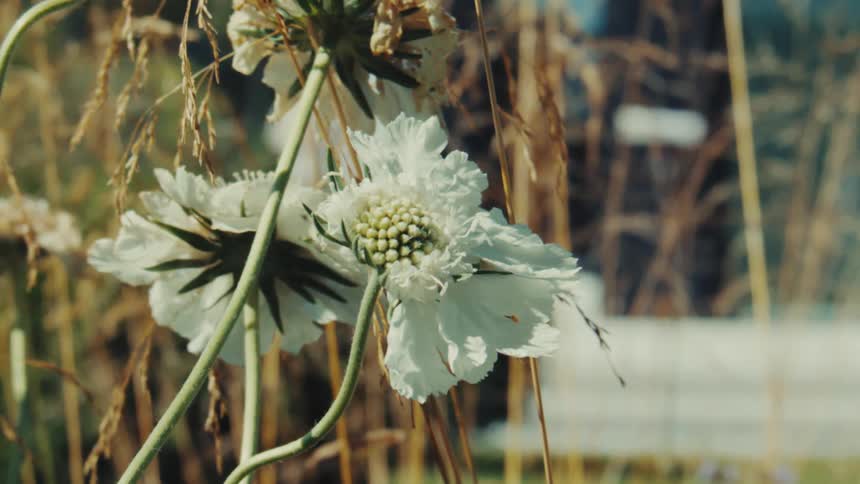 A close-up of a delicate white scabiosa flower basks in the warm sun among dry grasses while a person walks in the soft-focus background