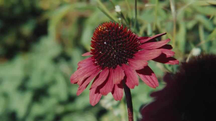 A close-up of a single pink coneflower gently swaying in the breeze against a soft-focus green background