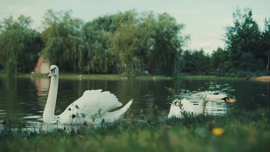 Two majestic white swans relax by a serene lake, one floating gracefully while the other preens on the lush green bank