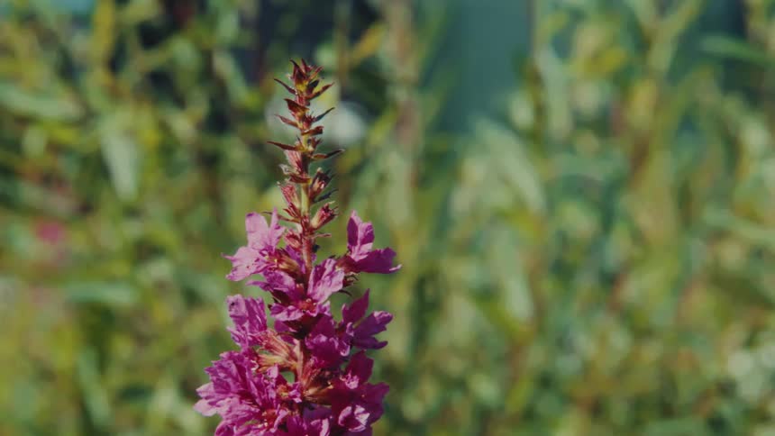A close-up of a vibrant purple wildflower swaying in the breeze as an insect crawls on its petals
