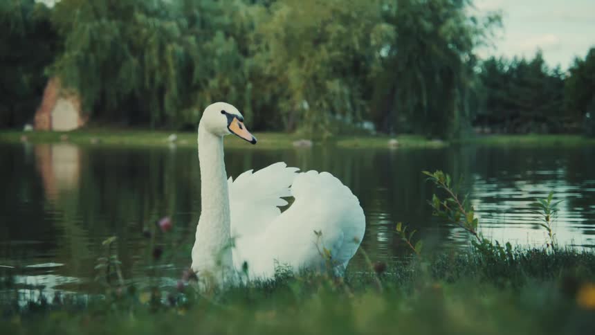 A majestic white swan sits on the green grassy bank of a tranquil pond surrounded by lush trees