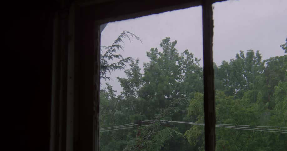 Trees near a power line
