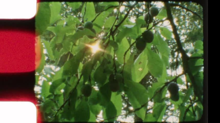 Sunlight filters through the leaves of a plum tree with unripe fruit on a calm day, shot on 8mm film