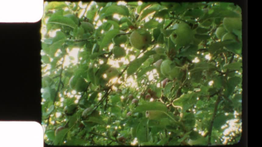 Warm sun shines through the leaves of an apple tree full of unripe fruit, creating a dreamy lens flare in this vintage clip