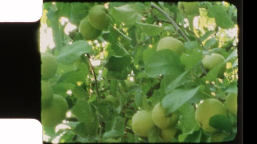 Authentic 8mm footage shows a close-up of green apples hanging on a leafy tree branch with nostalgic light leaks