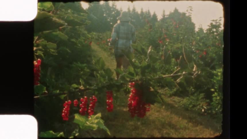Authentic vintage footage shows a woman in a plaid shirt and hat walking through a lush redcurrant field on a sunny summer day