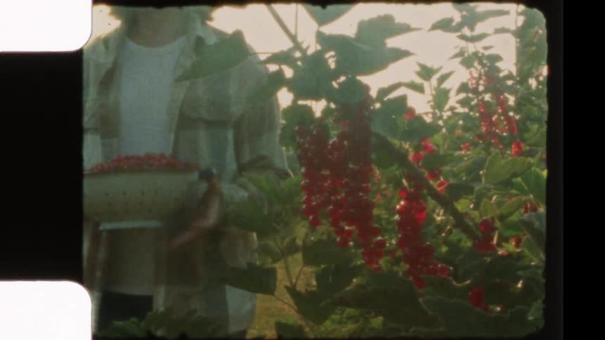 Vintage 8mm film shows a woman harvesting ripe, red currants from a lush bush in a sun-drenched garden