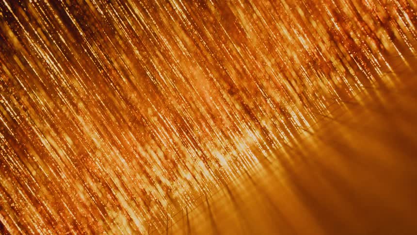 A shimmering, golden abstract texture of fine fibers illuminated by warm light