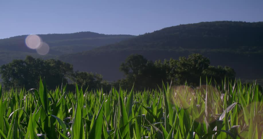 Tall grass leads to mountains ahead