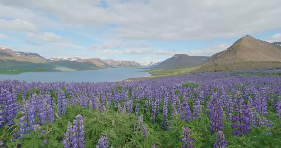 A scenic landscape shot of a field of purple lupine flowers overlooking a fjord surrounded by snow-capped mountains