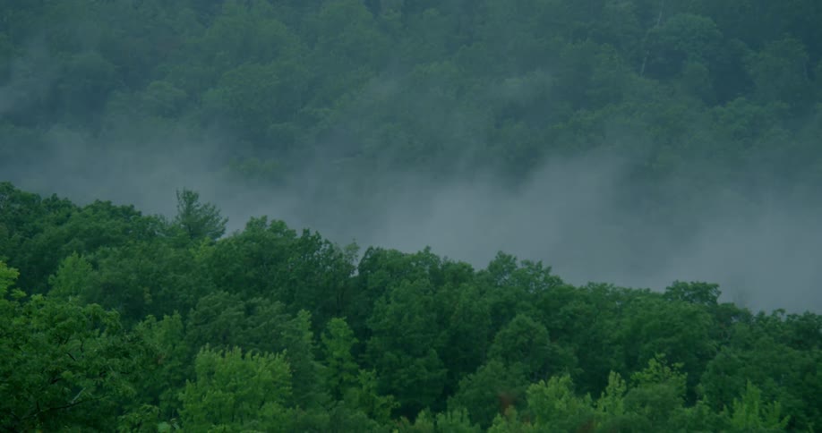 Mist flows among the trees in a valley