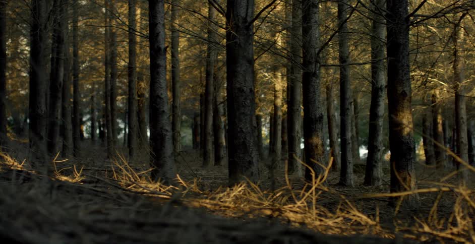Trees stand in a forest