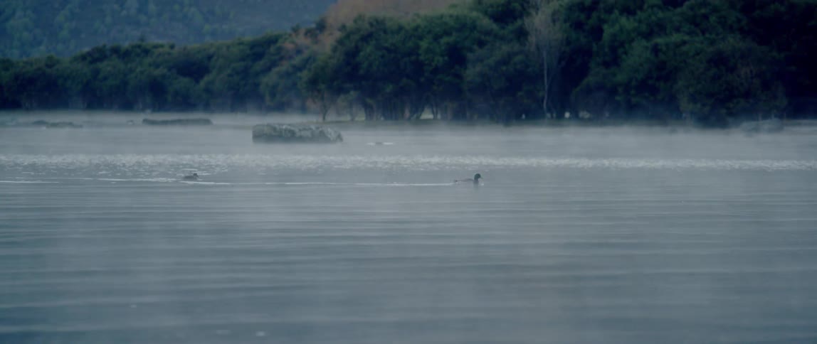Ducks float along the foggy water