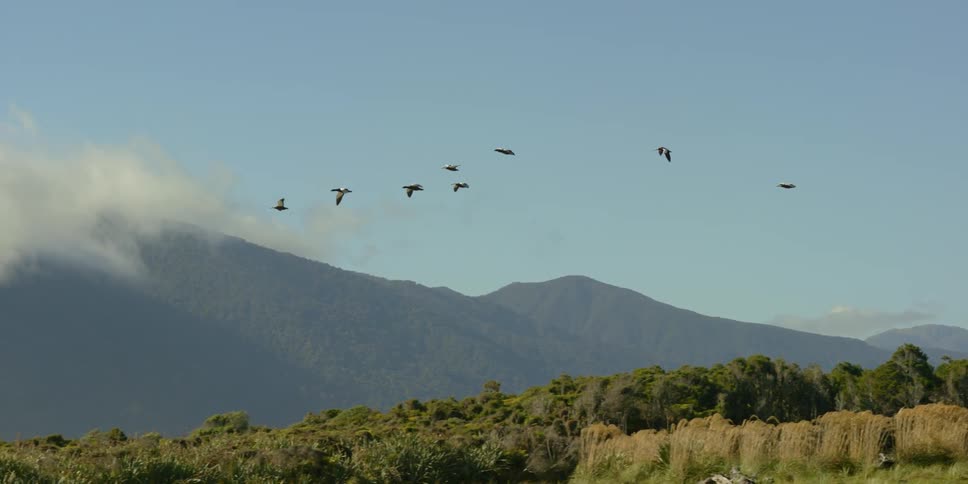Birds fly over the wilderness ahead