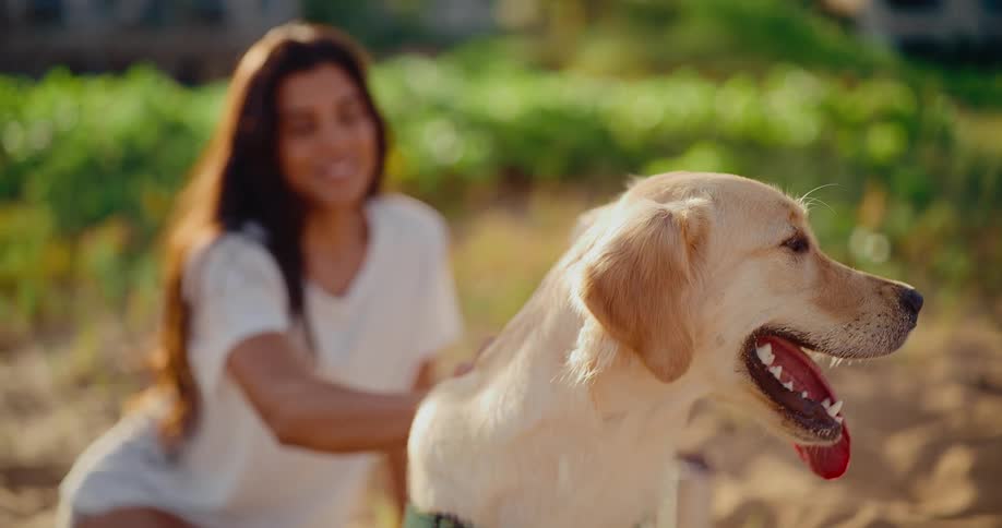 A beautiful golden retriever enjoys being petted by its loving owner on a warm, sunny day